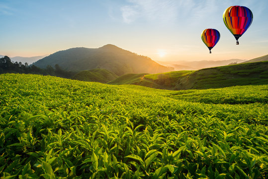 Malaysia tea plantation at Cameron highlands with hot air balloon