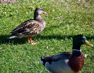 Birds of a feather