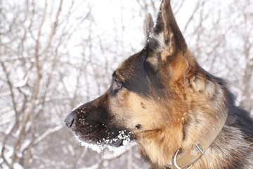 Dog german shepherd in a winter day