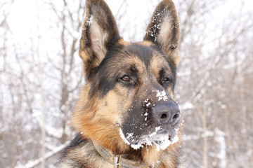 Dog german shepherd in a winter day