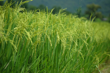 rice field in thailand