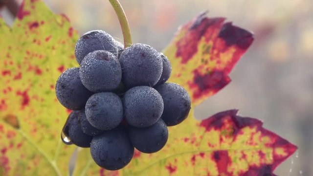 Trauben im Weinberg mit Morgentau - 4K