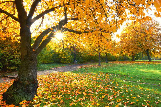 bunte Laubbäume im Herbst im Park, Sonnenschein im Herbst