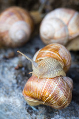 Schneckenversammlung