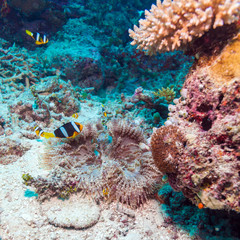 Fototapeta na wymiar Yellowtail Clown Fish with Sea Anemone