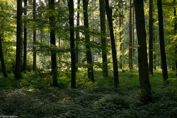 Fototapeta na wymiar deep forest