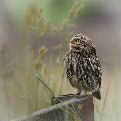 wild little owl sat on edge of farm equipment.(Athene noctua)