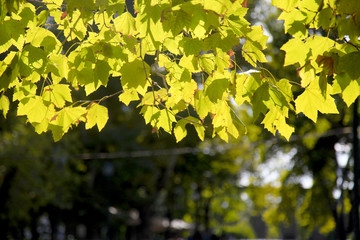 green leaves and sunlight