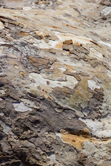 bark