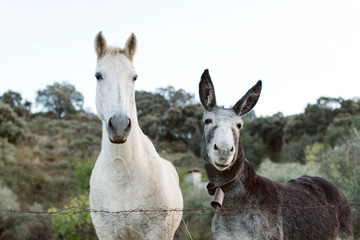 Obraz na płótnie Canvas Beautiful white horse with a gray donkey with big earseld