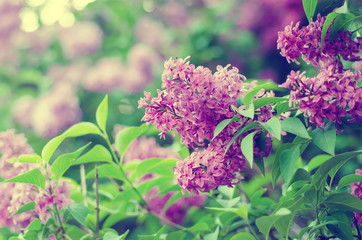 Branch of lilac flowers with green leaves, floral natural vintage hipster background, soft focus