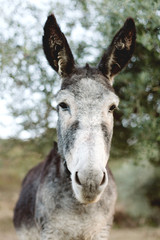 Portrait of a funny donkey with big ears