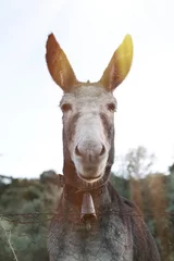 Crédence de cuisine en verre imprimé Âne Portrait d& 39 un âne drôle avec de grandes oreilles