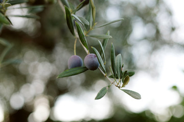 An olive branch with olives