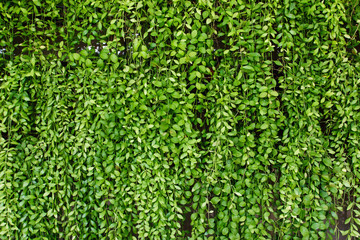 Green plant botany background