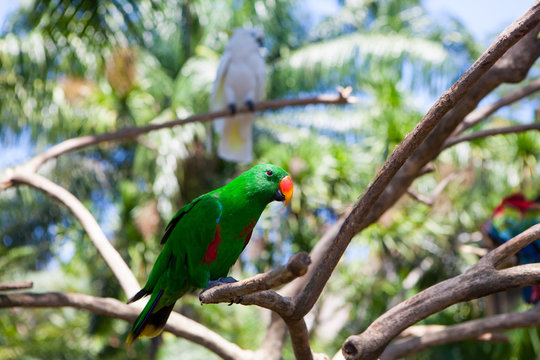 green parrot bird on wood branch