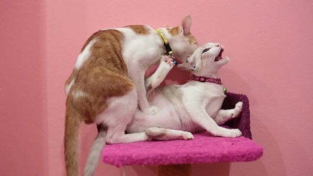 Golden cat bites on neck of grey cat.