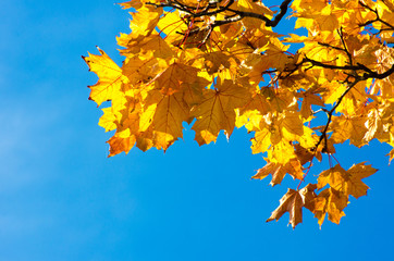 leaves in autumn forest