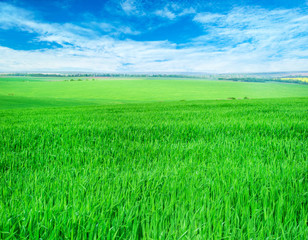 Fototapeta premium field