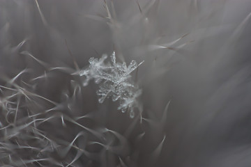 Snowflakes on a fur collar
