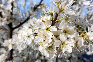 White cherry blossom