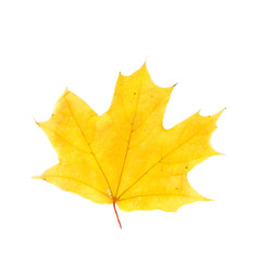 Yellow leaf isolated on white background