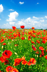 meadow with wild poppies
