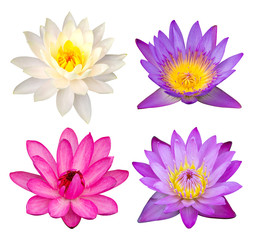 Obraz premium set of lotus flower isolated on white with clipping path