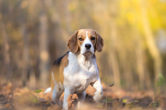 Attentive Beagle dog in autumn forest