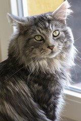 Fototapeta premium Maine coon resting at home
