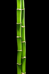 Naklejka premium green bamboo isolated on a black background