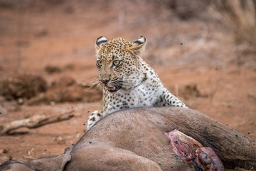 Leopard at a baby Elephant carcass.