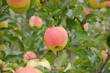 Fresh red and yellow apples on a tree in an orchard