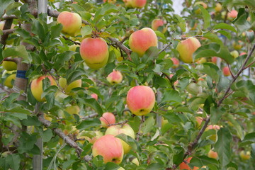 Fresh red and yellow apples on a tree in an orchard