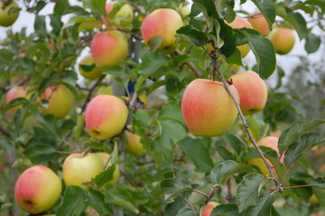 Fresh red and yellow apples on a tree in an orchard