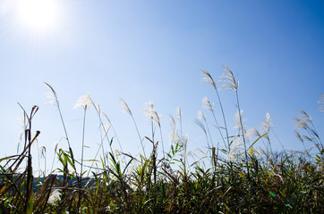 秋空になびくすすき