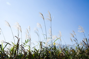 秋空になびくすすき