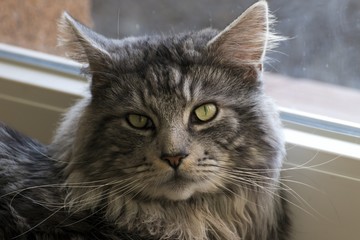 Maine coon resting at home
