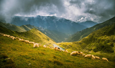 
Sheep grazing in Carpathian mountains - obrazy, fototapety, plakaty