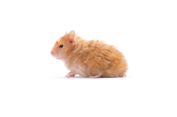 hamster isolated on a white