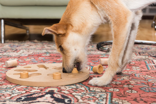 brown dog stands at dog puzzle