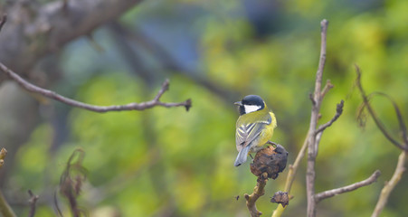 Parus major, Great tit
