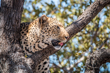 Side profile of a Leopard in a tree.