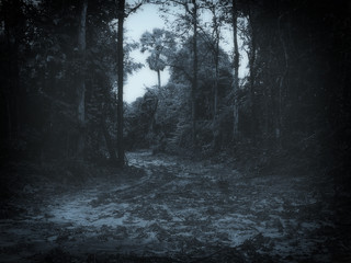 dark foggy forest at dusk