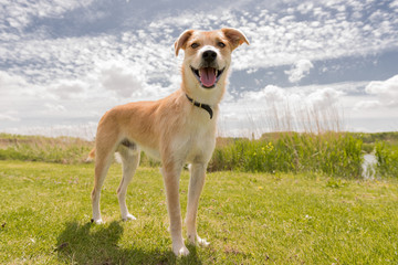 brown dog stands on grass