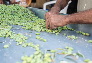 Hands of a man sorting out olives