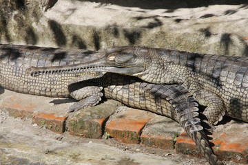  Gharial (Gavialis gangeticus). 