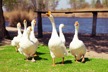 geese
