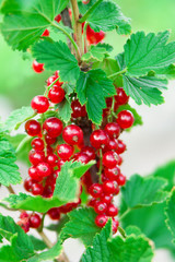 currants