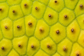 Breadfruit skin close up